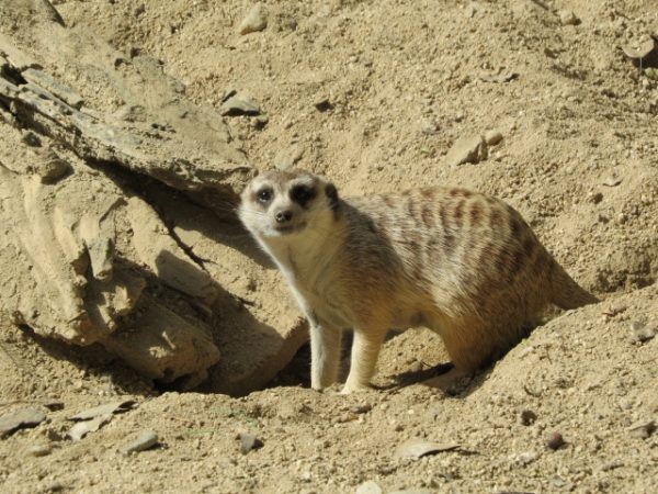 高知県立のいち動物公園